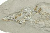 Fossil Capelin Fish (Mallotus) Nodule - Ontario #242450-2